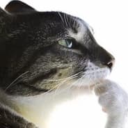 sonap Steam avatar